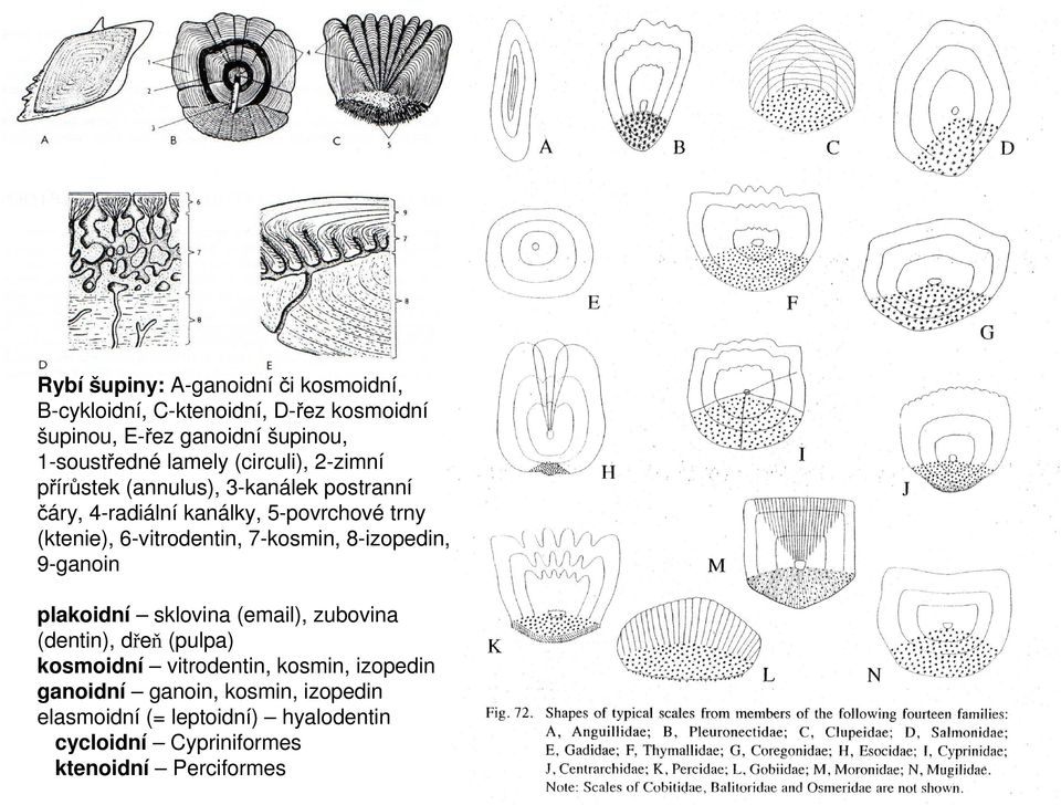 6-vitrodentin, 7-kosmin, 8-izopedin, 9-ganoin plakoidní sklovina (email), zubovina (dentin), dřeň (pulpa) kosmoidní