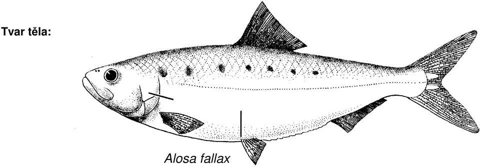 Alosa