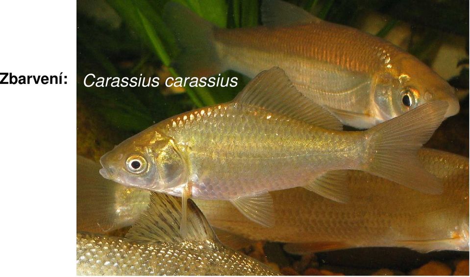 carassius