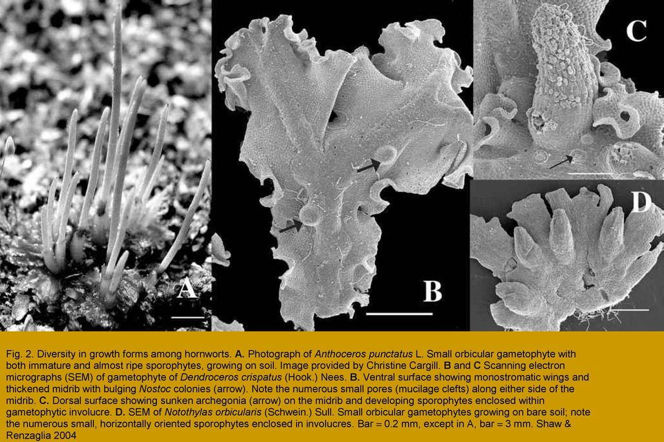 Note the numerous small pores (mucilage clefts) along either side of the midrib. C.