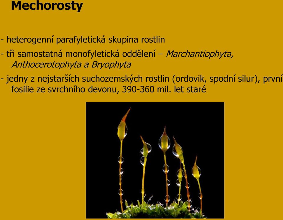 Anthocerotophyta a Bryophyta - jedny z nejstarších suchozemských