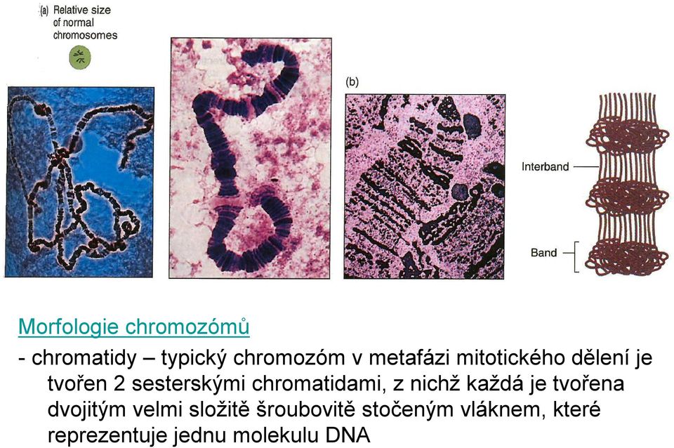 chromatidami, z nichž každá je tvořena dvojitým velmi