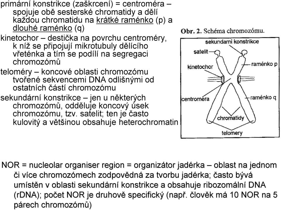 konstrikce jen u některých chromozómů, odděluje koncový úsek chromozómu, tzv.