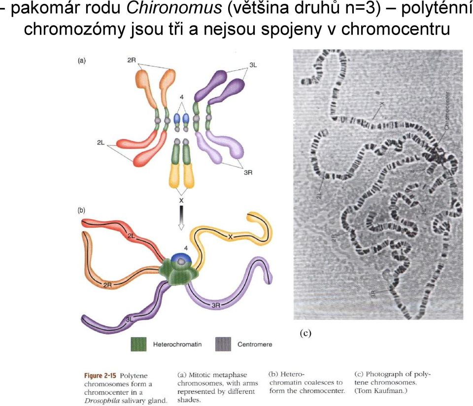 polyténní chromozómy jsou
