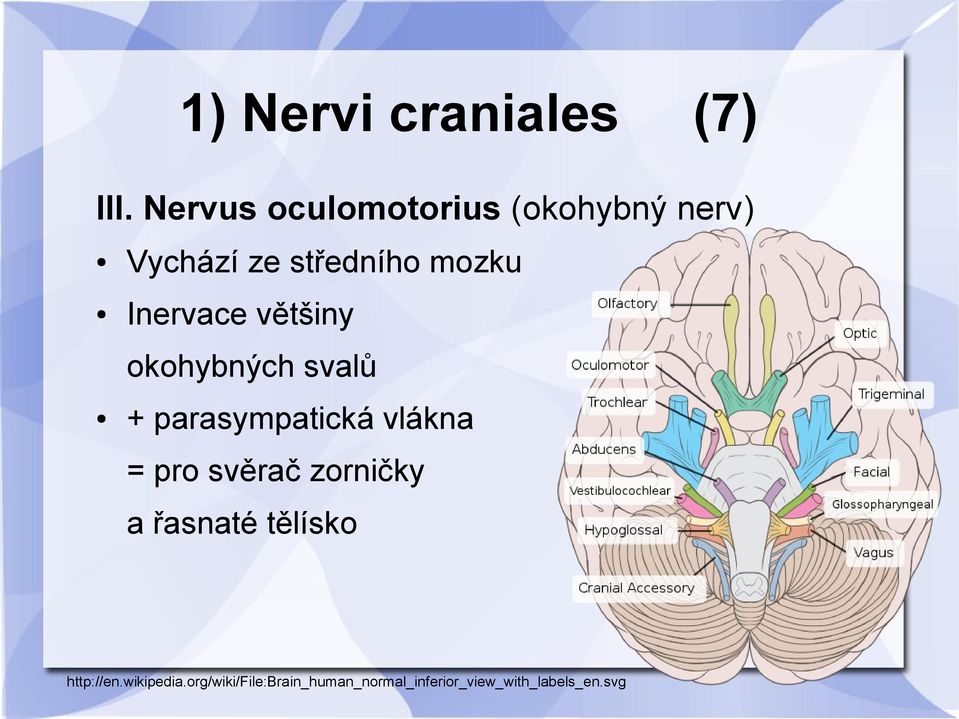 Inervace většiny okohybných svalů + parasympatická vlákna = pro