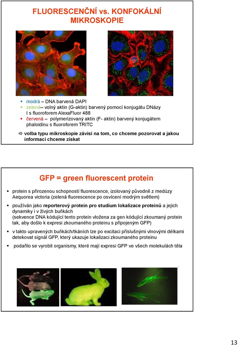 phaloidinu s fluoroforem TRITC volba typu mikroskopie závisí na tom, co chceme pozorovat a jakou informaci chceme získat GFP = green fluorescent protein protein s přirozenou schopností fluorescence,
