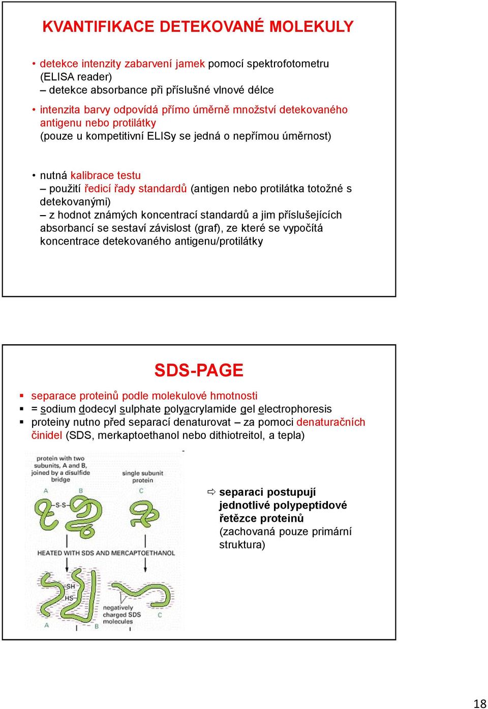 hodnot známých koncentrací standardů a jim příslušejících absorbancí se sestaví závislost (graf), ze které se vypočítá koncentrace detekovaného antigenu/protilátky SDS-PAGE separace proteinů podle