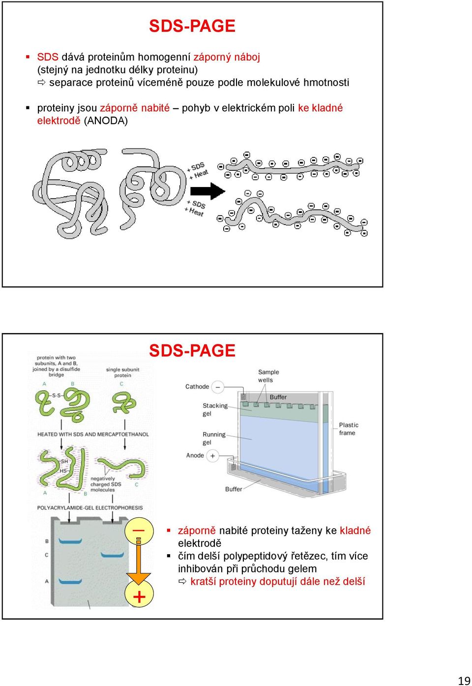 poli ke kladné elektrodě (ANODA) SDS-PAGE _ záporně nabité proteiny taženy ke kladné elektrodě čím