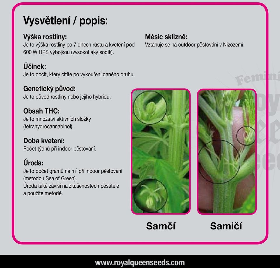 Genetický původ: Je to původ rostliny nebo jejího hybridu. Femini Obsah THC: Je to množství aktivních složky (tetrahydrocannabinol).