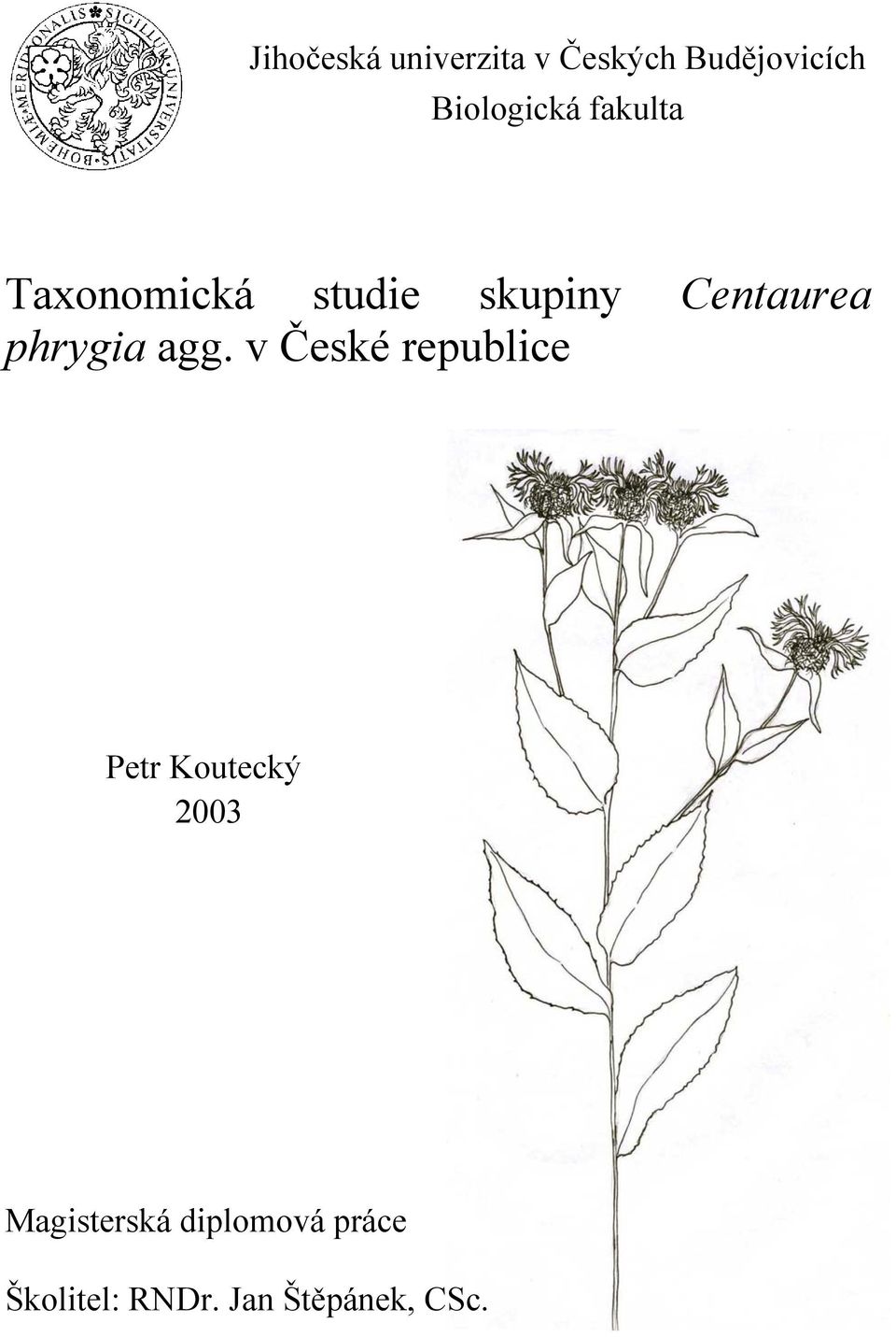 Centaurea phrygia agg.