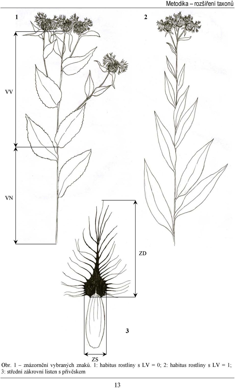 1: habitus rostliny s LV = 0; 2: habitus