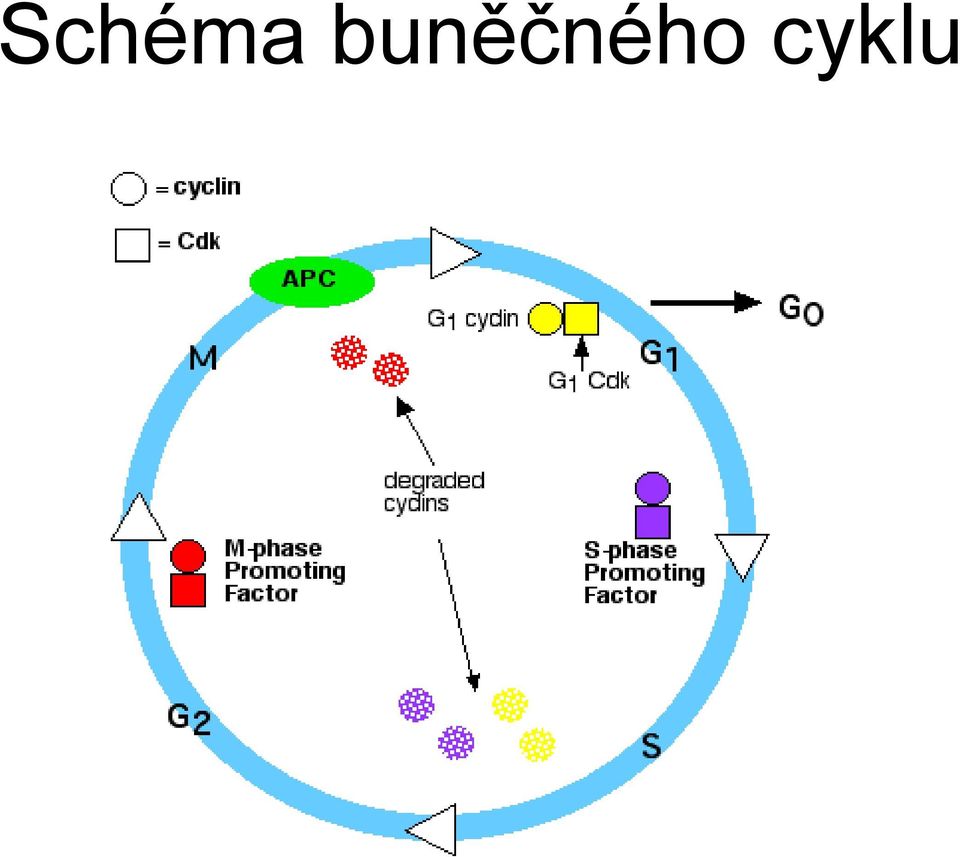 cyklu