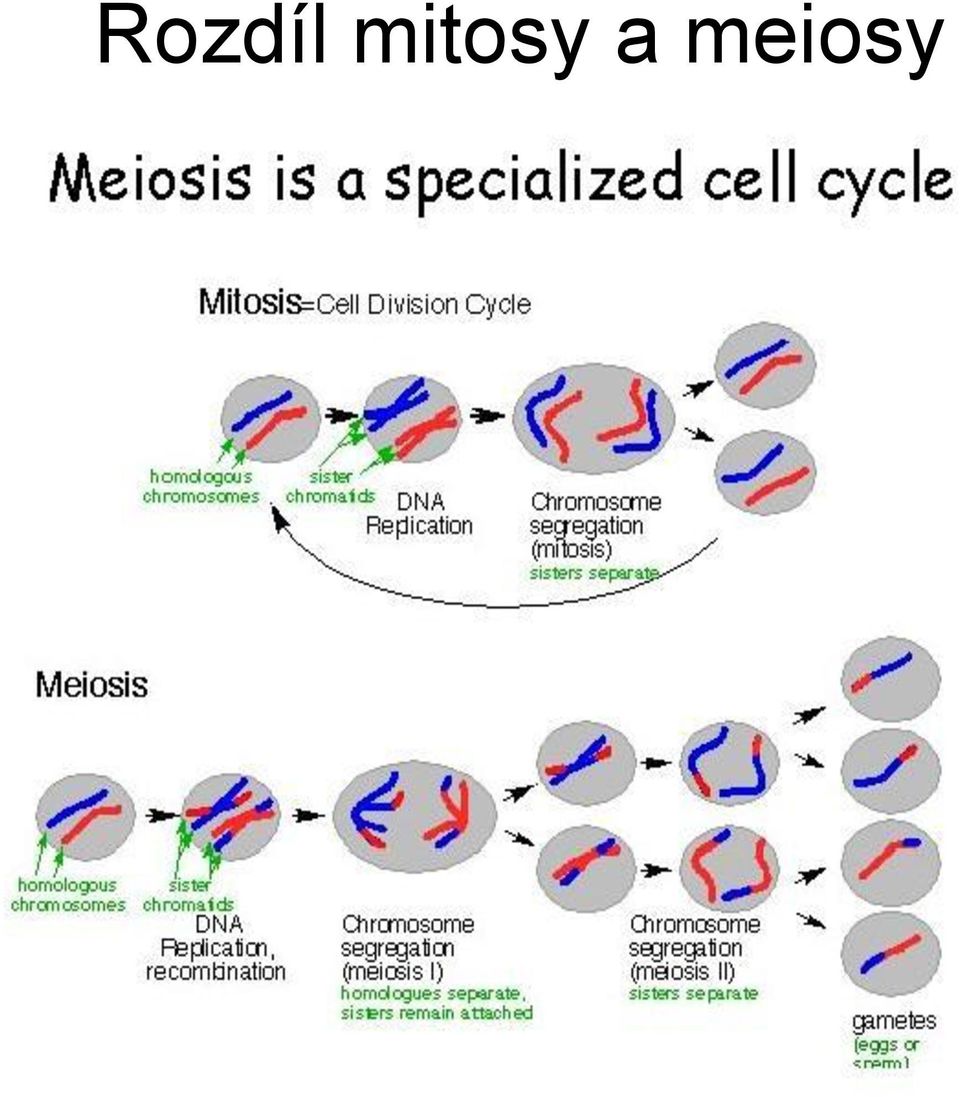 meiosy