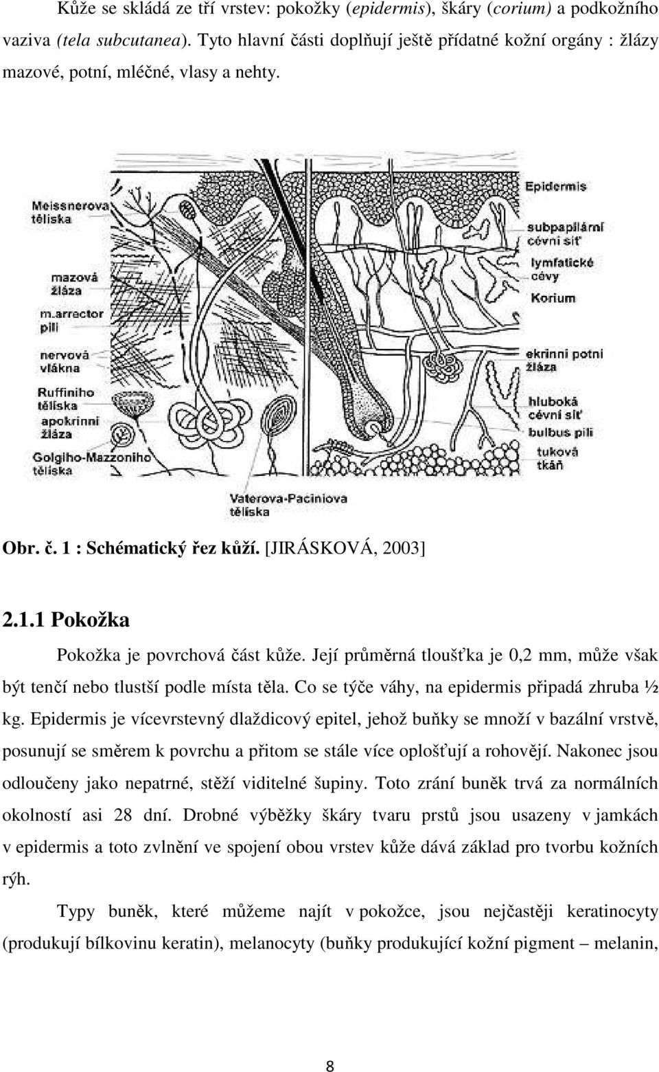 Její průměrná tloušťka je 0,2 mm, může však být tenčí nebo tlustší podle místa těla. Co se týče váhy, na epidermis připadá zhruba ½ kg.