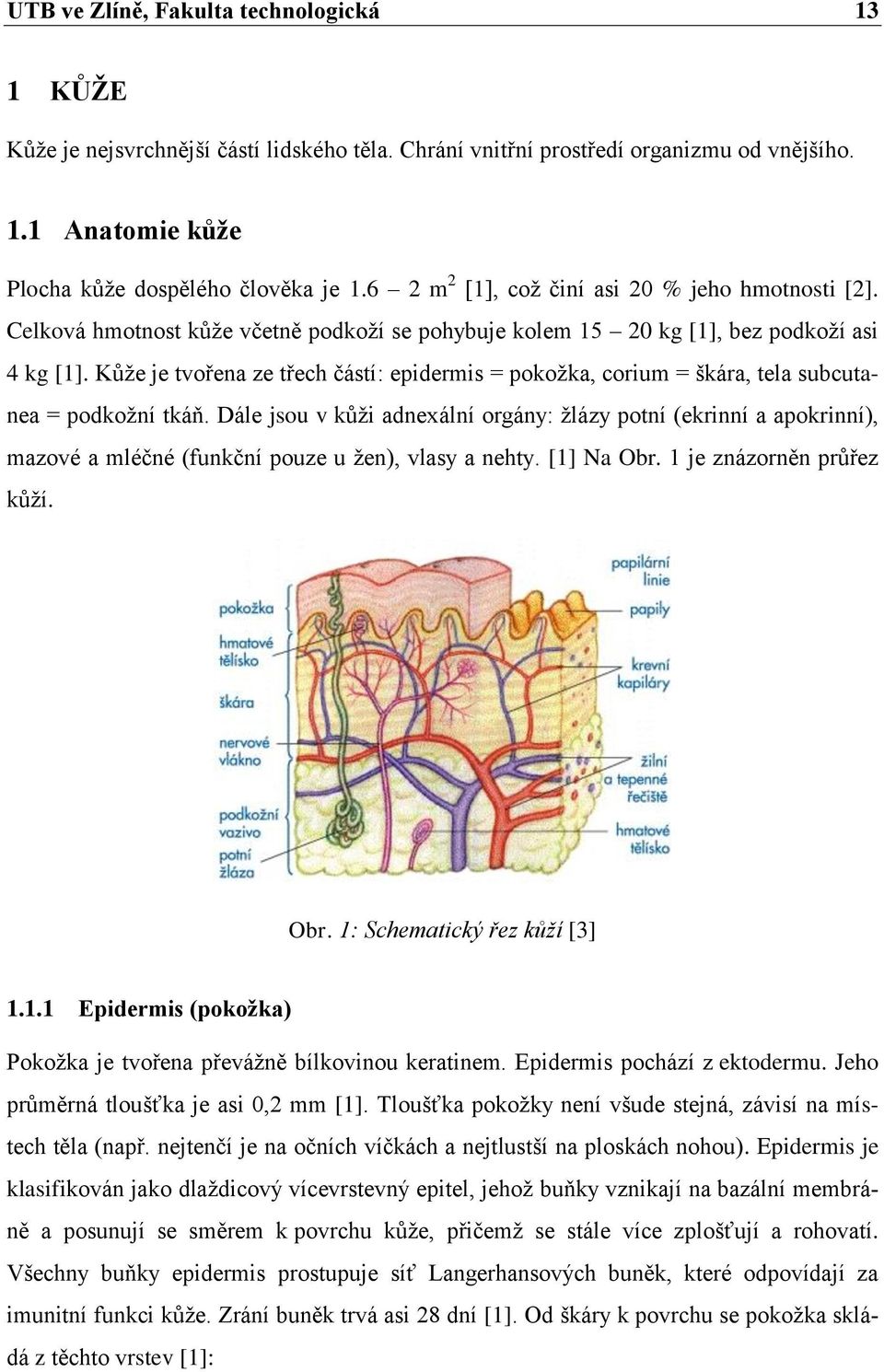 Kůţe je tvořena ze třech částí: epidermis = pokoţka, corium = škára, tela subcutanea = podkoţní tkáň.