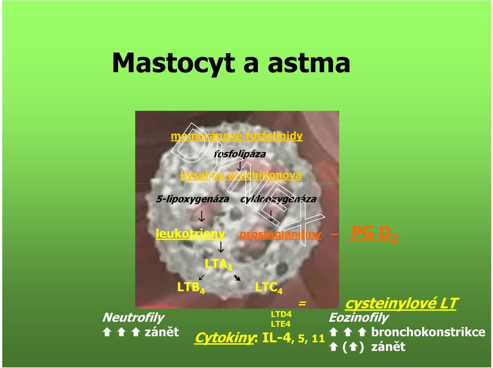 4 cyklooxygenáza LTB 4 LTC 4 prostaglandiny PG D 2 LTD4 LTE4