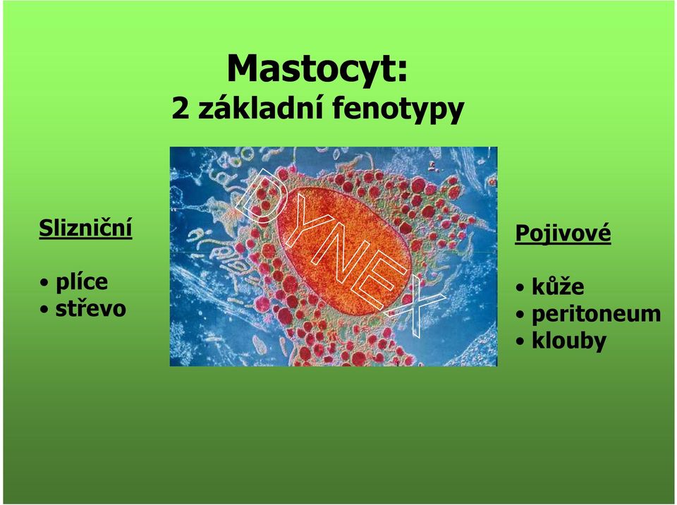 plíce střevo 5-lipoxygenáza