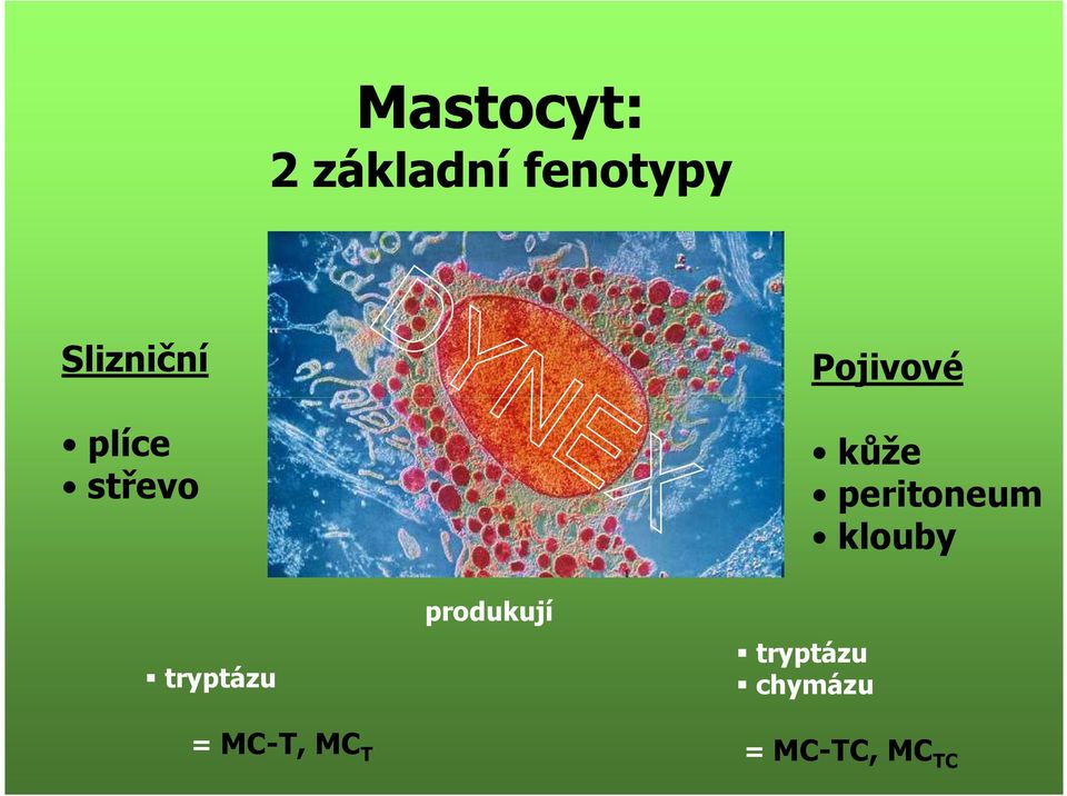 5-lipoxygenáza cyklooxygenáza kůže peritoneum