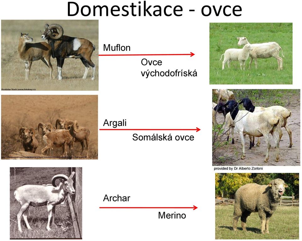 východofríská