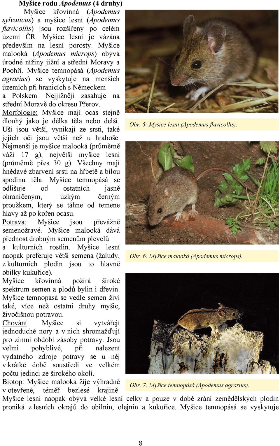 Nejjižněji zasahuje na střední Moravě do okresu Přerov. Morfologie: Myšice mají ocas stejně dlouhý jako je délka těla nebo delší. Obr. 5: Myšice lesní (Apodemus flavicollis).