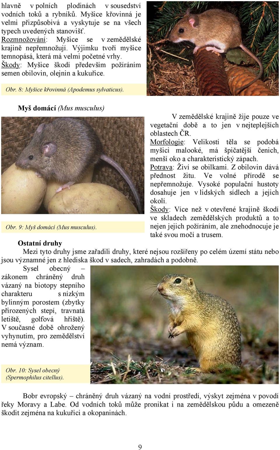 8: Myšice křovinná (Apodemus sylvaticus). Myš domácí (Mus musculus) V zemědělské krajině žije pouze ve vegetační době a to jen v nejteplejších oblastech ČR.