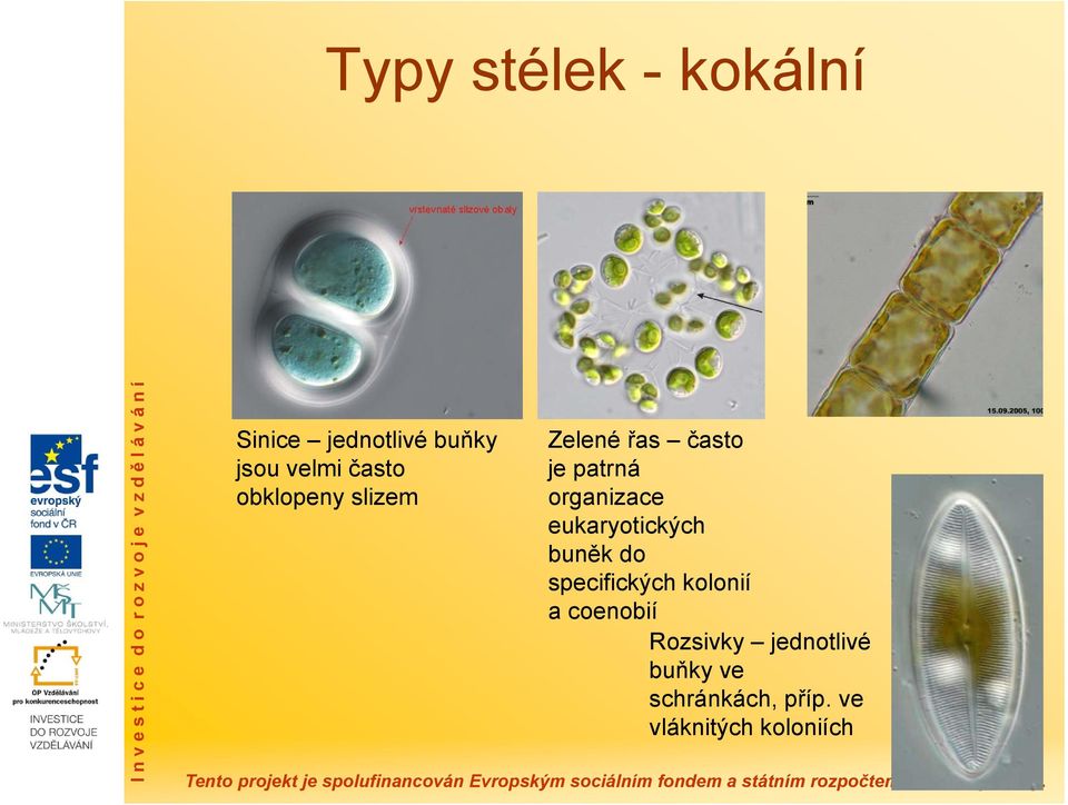 eukaryotických buněk do specifických kolonií a coenobií