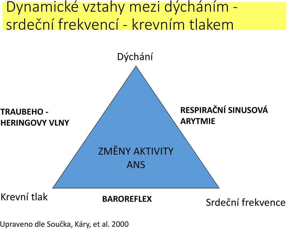 RESPIRAČNÍ SINUSOVÁ ARYTMIE ZMĚNY AKTIVITY ANS Krevní