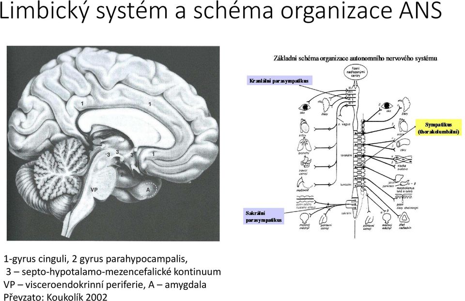 septo-hypotalamo-mezencefalické kontinuum VP