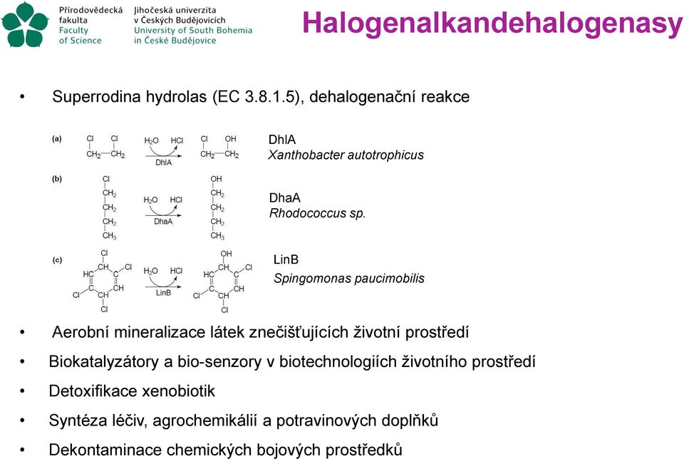 LinB Spingomonas paucimobilis Aerobní mineralizace látek znečišťujících životní prostředí