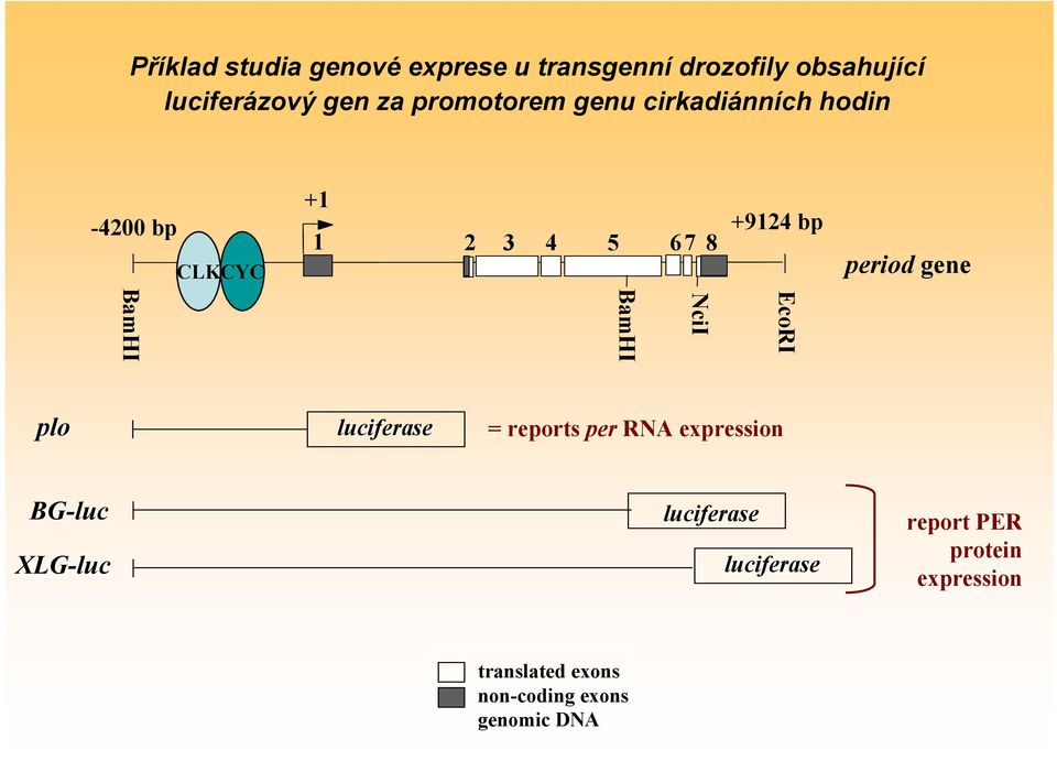 gene EcoRI NciI BamHI BamHI plo luciferase = reports per RNA expression BG-luc XLG-luc