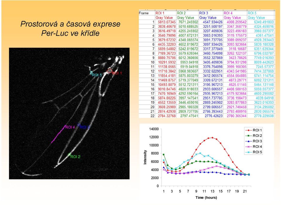 Wings were imaged in 1 hr intervals (once per hour).