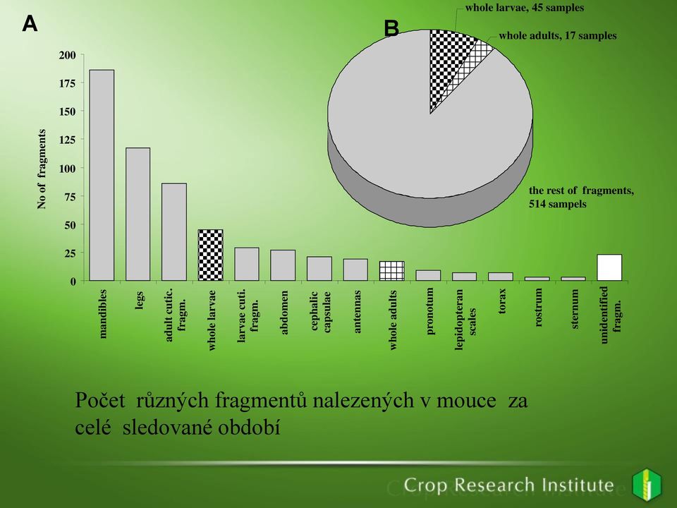 abdomen cephalic capsulae antennas whole adults pronotum lepidopteran scales torax rostrum