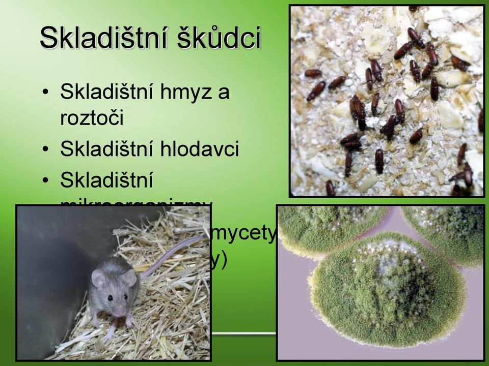 hlodavci Skladištní