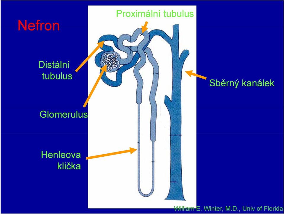 ýkanálek k Glomerulus Henleova