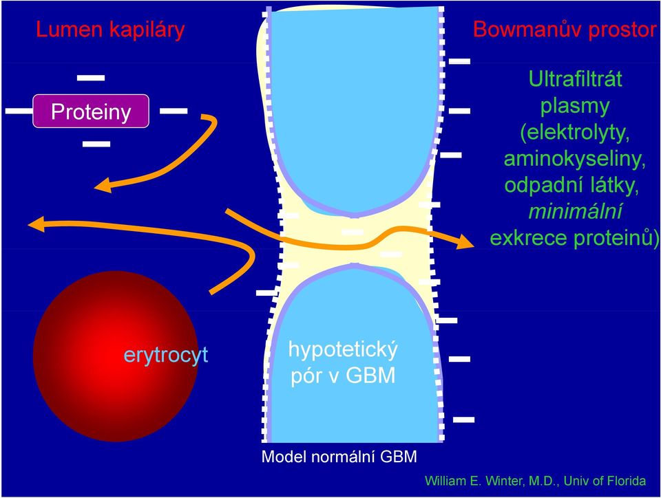 minimální exkrece proteinů) erytrocyt hypotetický pór v