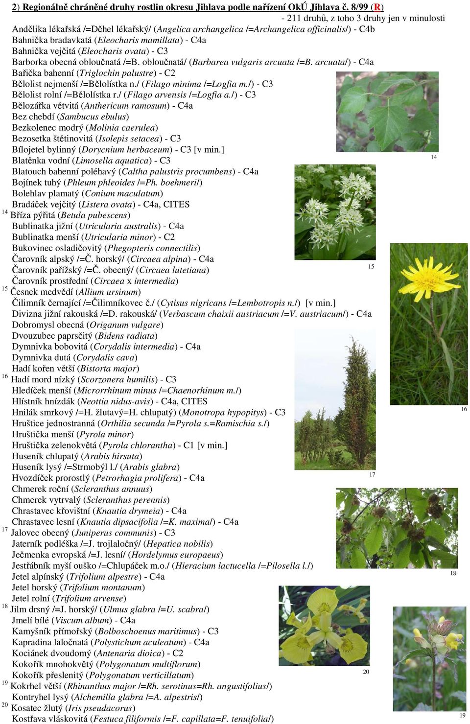 Bahnička vejčitá (Eleocharis ovata) - C3 Barborka obecná obloučnatá /=B. obloučnatá/ (Barbarea vulgaris arcuata /=B.