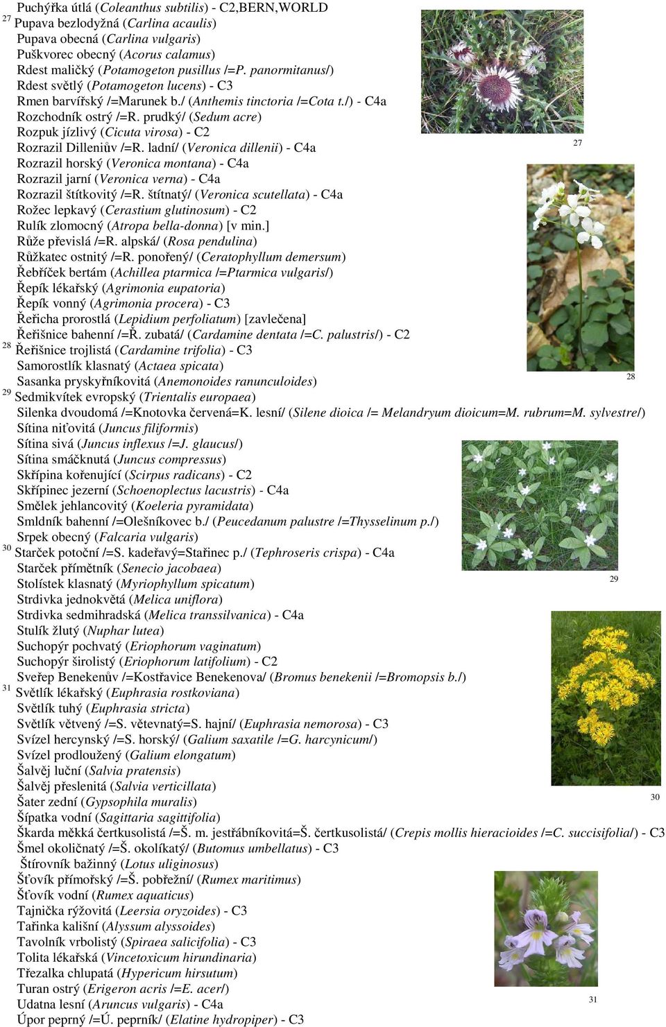 prudký/ (Sedum acre) Rozpuk jízlivý (Cicuta virosa) - C2 27 Rozrazil Dilleniův /=R.