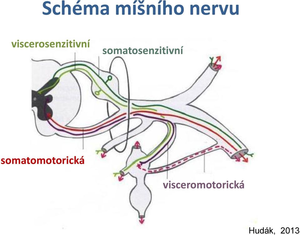 somatosenzitivní