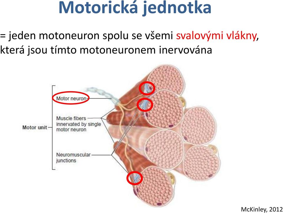 svalovými vlákny, která jsou