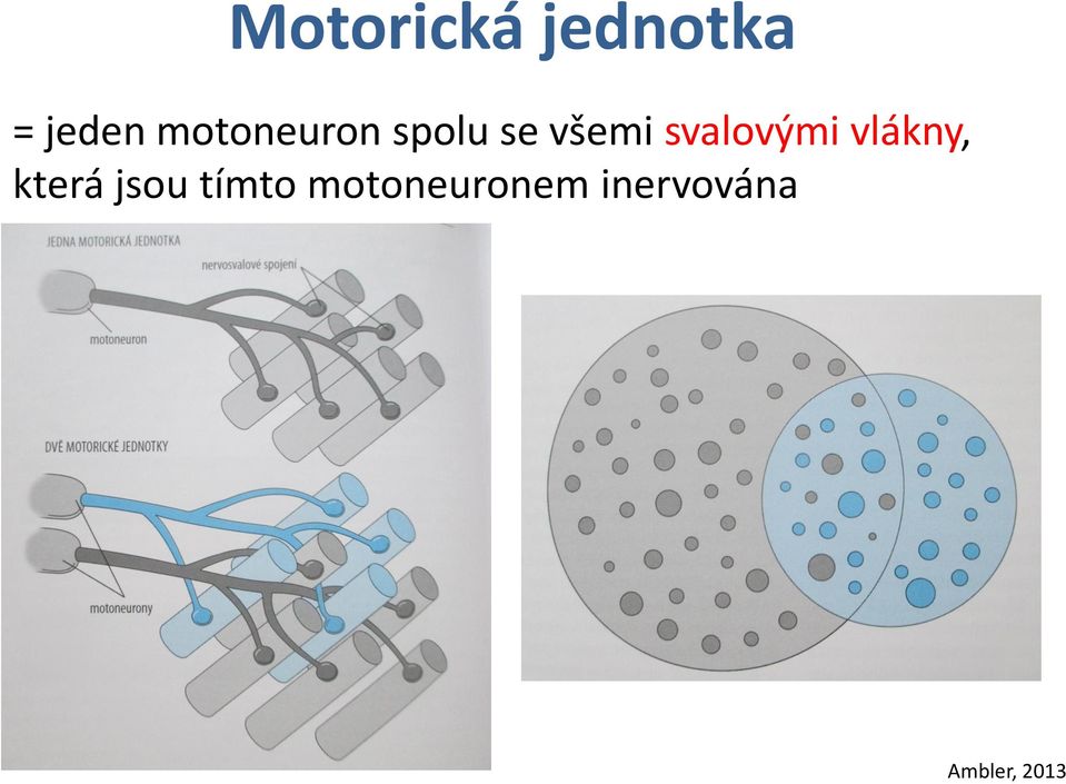 svalovými vlákny, která jsou