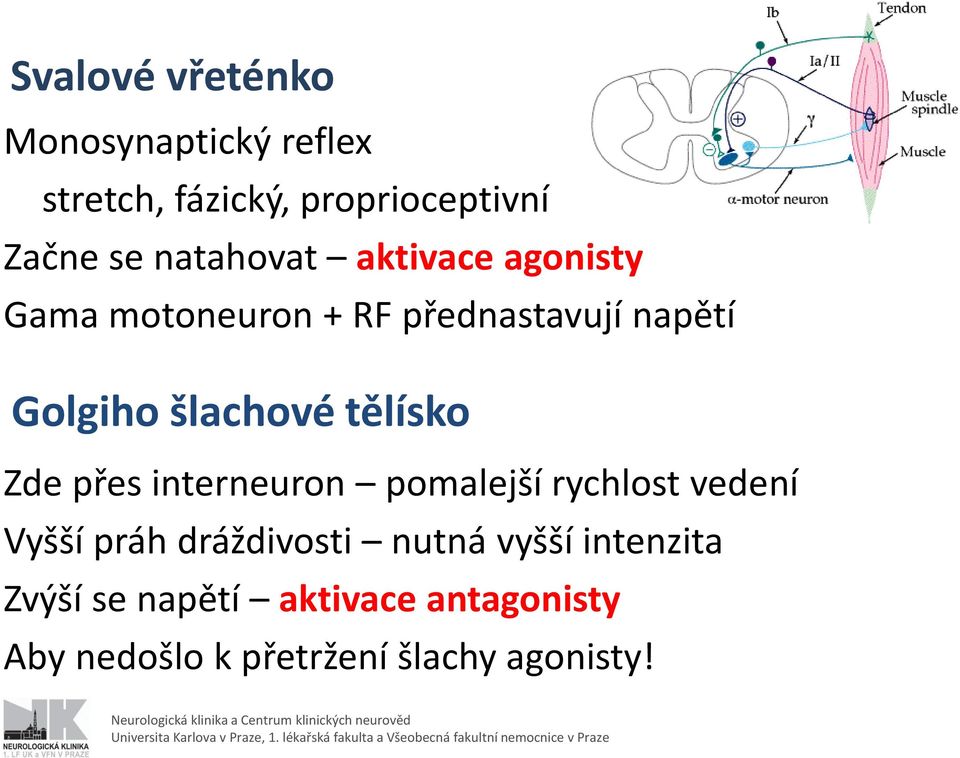 dráždivosti nutná vyšší intenzita Zvýší se napětí aktivace antagonisty Aby nedošlo k přetržení šlachy agonisty!