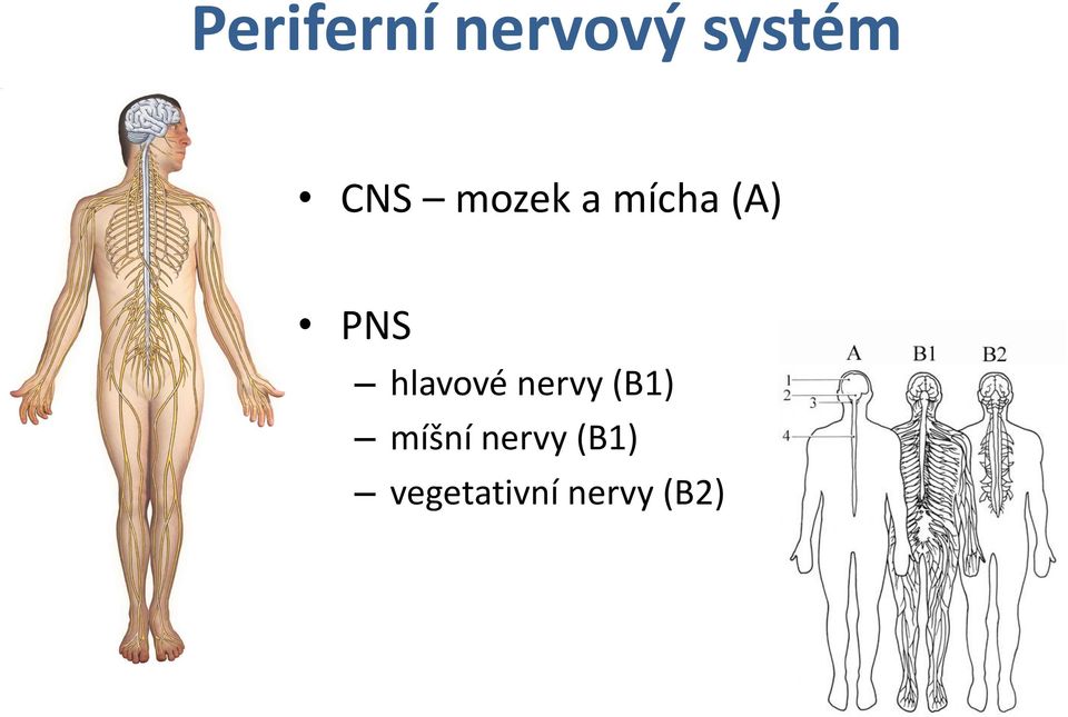 hlavové nervy (B1) míšní