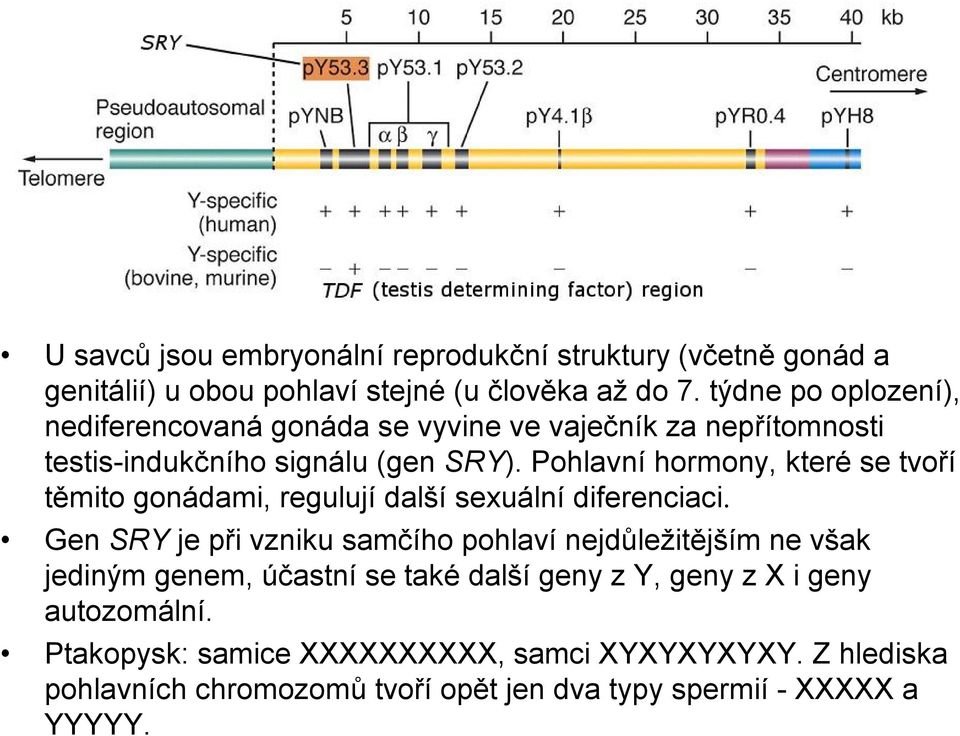 Pohlavní hormony, které se tvoří těmito gonádami, regulují další sexuální diferenciaci.