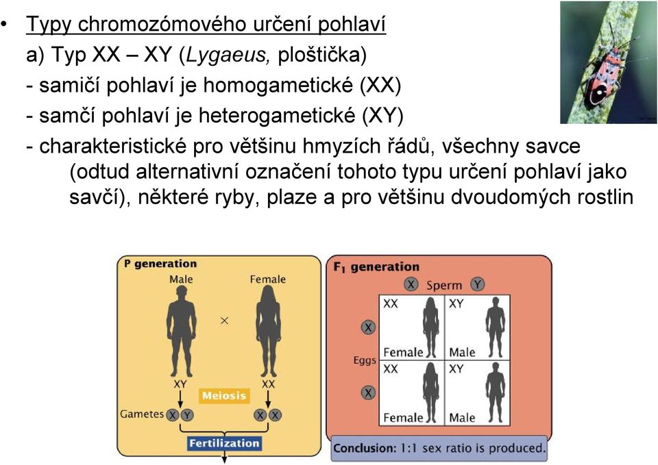 -charakteristické pro většinu hmyzích řádů, všechny savce (odtud alternativní