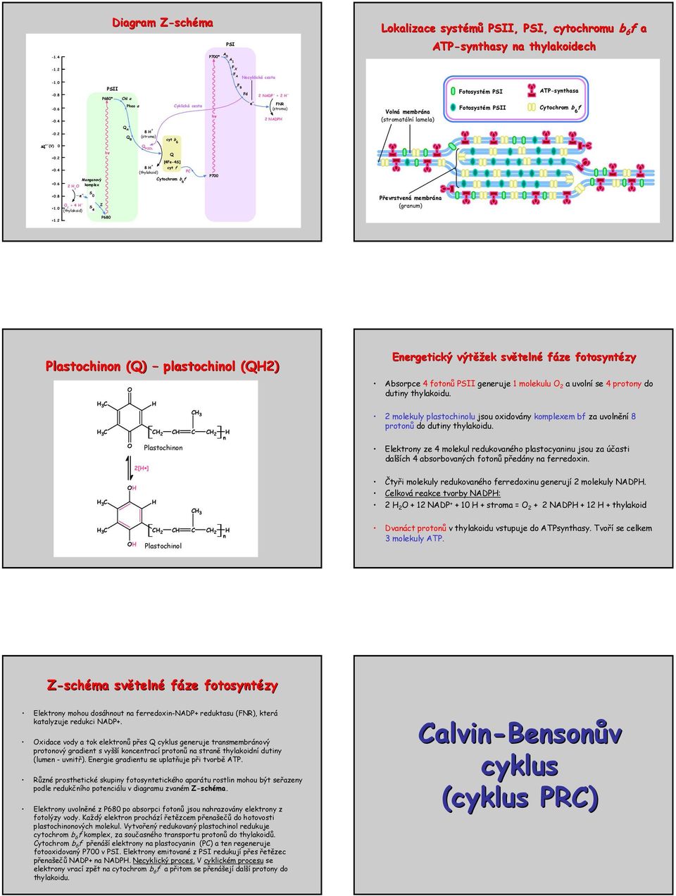 2 Q A Q B 8 (stroma) cyt b 6 ξ (V) 0 Q PL 0.2 0.4 0.6 hν Manganový 2 2 komplex Q [4Fe4S] 8 cyt f (thylakoid) P ytochrom b f 6 P700 S 0.8 e 0 1.0 2 4 S (thylakoid) 4 1.