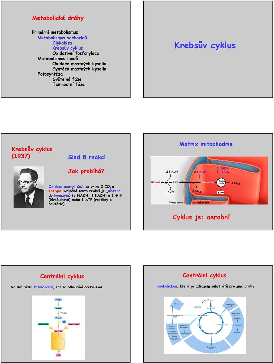 (živočichové) nebo 1 ATP (rostliny a baktérie) yklus je: aerobní entrální cyklus Má dvě části: katabolickou, kde se odbourává