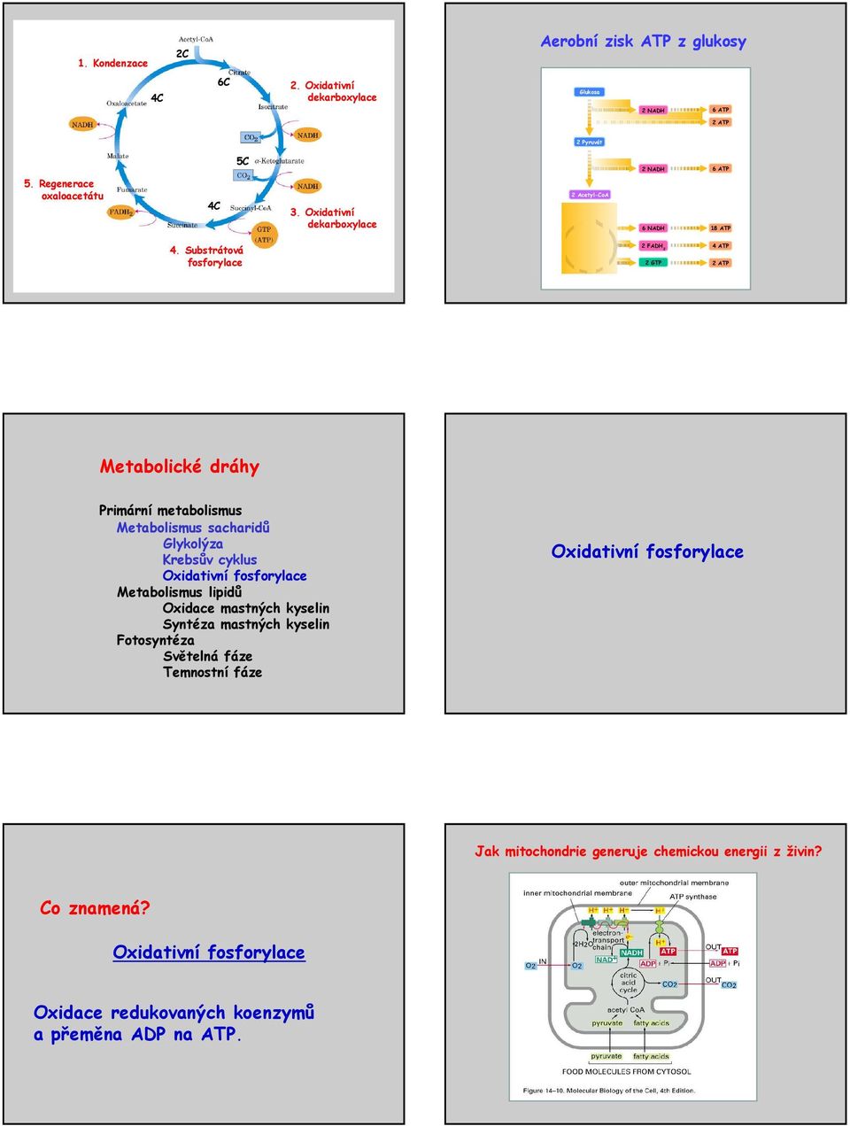 xidativní dekarboxylace 2 AcetyloA 6 NAD 18 ATP 4.