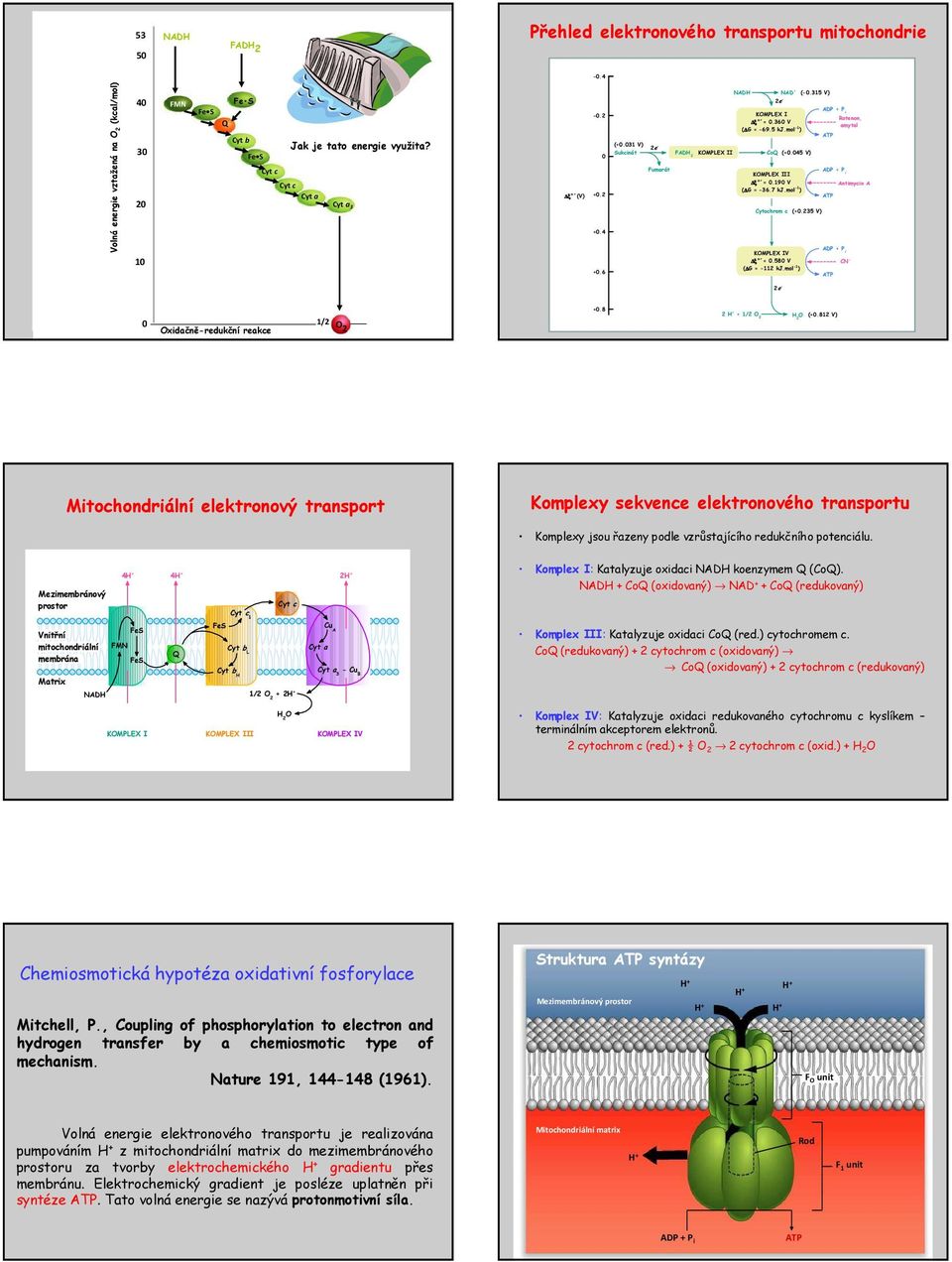 045 V) Fumarát ADP P KMPLEX III i ξ = 0.190 V Antimycin A ( G = 36.7 kj.mol 1 ) ATP ytochrom c (0.235 V) ADP P KMPLEX IV i ξ = 0.580 V N ( G = 112 kj.mol 1 ) ATP 2e 0 xidačněredukční reakce 1/2 2 0.