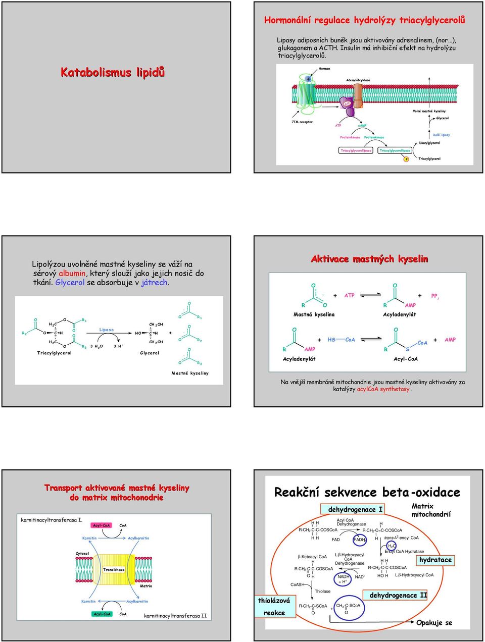 ormon Adenylátcyklasa GTP Volné mastné kyseliny 7TM receptor ATP camp Glycerol Proteinkinasa Proteinkinasa Diacylglycerol Další lipasy Triacylglycerollipasa Triacylglycerollipasa P Triacylglycerol R