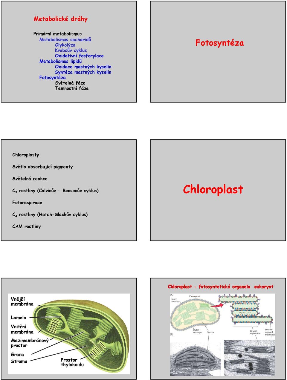 hloroplast 4 rostliny (atchslackův cyklus) AM rostliny hloroplast fotosyntetická organela